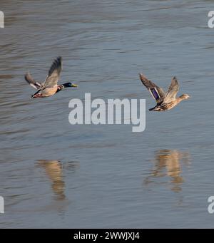 Männliche und weibliche Mallardenenten fliegen über den Alameda Creek in Union City, Kalifornien Stockfoto