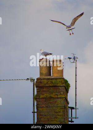 Möwen auf einem Dach Stockfoto