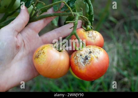 Ein Landwirt inspiziert verdorbene Tomaten mit Flecken, die durch Spätfäule befallen sind. Gemüseanbau, Prävention von Krankheiten. Stockfoto