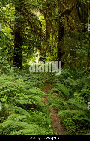 Farns erobern den Weg durch den Hoh Rainforest im Olympic National Park Stockfoto