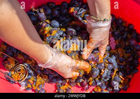 Weibliche Hände kneten Pflaumenfleisch, um Pflaumenwein zuzubereiten. Stockfoto