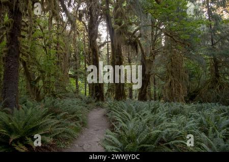 Farne Füllen Den Waldboden Unter Den Riesenbäumen In Der Halle Der Moose Stockfoto