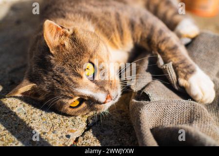 Tabby-Katze liegt im grünen Garten und entspannt im Freien Stockfoto