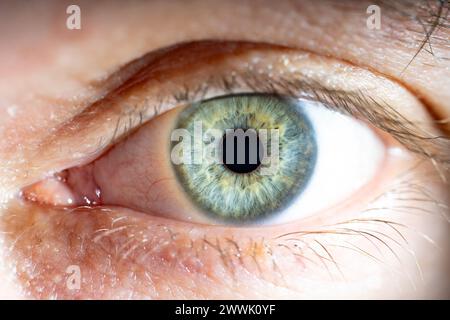 Beschreibung: Männliches Blau-Grünes Auge Mit Wimpern. Pupille geöffnet. Nahaufnahme. Strukturelle Anatomie. Makrodetails Für Menschliche Blende. Stockfoto