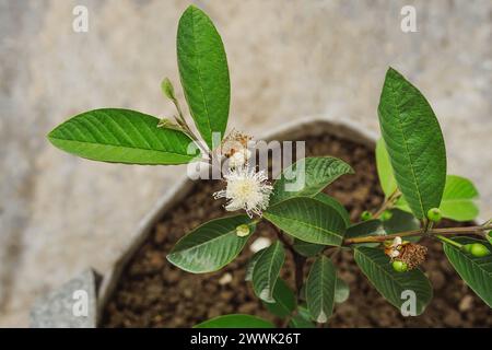 Guave-Baum mit kleinen Guaven und seinen Blüten (Pfropfen Guave-Baum) Stockfoto