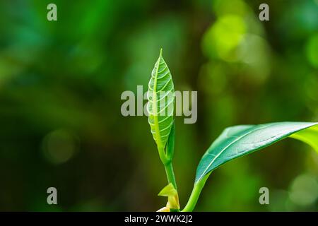 Makroaufnahme des Jackfrucht-Blattes, Nahaufnahme des Jackfrucht-Blattes Stockfoto