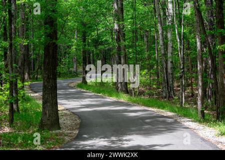 Gewundener Pfad durch den wald Stockfoto