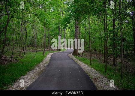 Winding Road in Forrest ist auch ein Lauf- oder Wanderweg Stockfoto