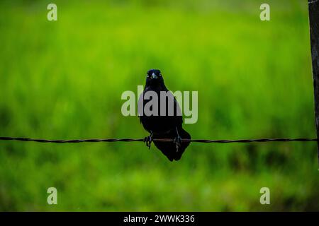 Black Bird Sparrow Raven Crow on a Wire Stockfoto