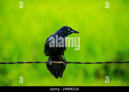 Black Bird Sparrow Raven Crow auf einem seitlich gedrehten Drahtkopf Stockfoto