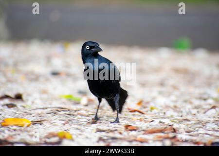 Kleiner schwarzer Rabe, der auf dem Boden auf der Suche ist - Spatzen Stockfoto