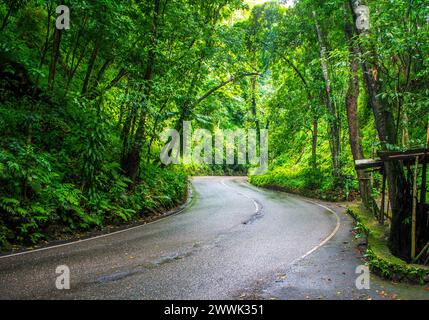 Wet Winding Road in Forrest in Fern Gully Jamaica - der Regen war gerade gefallen Stockfoto