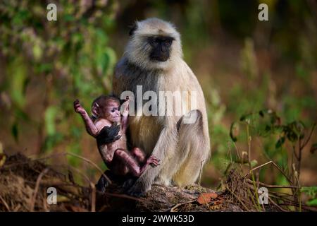 Der dumme graue Zwergaffe mit seiner Mutter, Kanha National Park, Indien Stockfoto