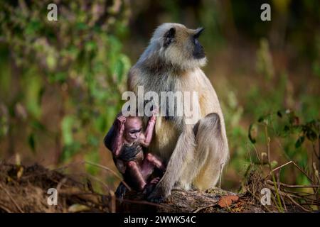 Der dumme graue Zwergaffe mit seiner Mutter, Kanha National Park, Indien Stockfoto