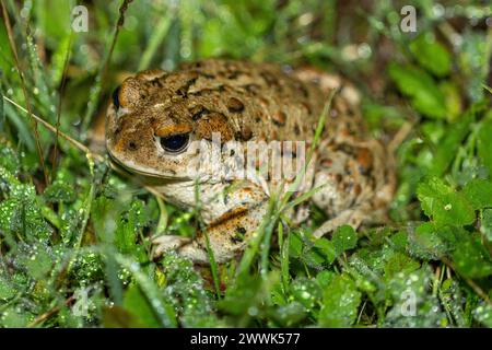 Kalifornische Kröte, Erwachsener. Joseph D. Grant County Park, Santa Clara County, Kalifornien, USA. Stockfoto