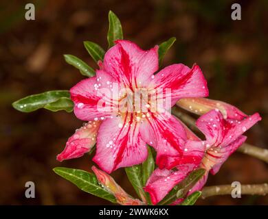 Ungewöhnliche rot-rosa gestreifte Blüten und dunkelgrüne Blätter von Adenium obesum, Afrikanische Wüstenrose, einer trockentoleranten Pflanze auf dunkelbraunem Hintergrund Stockfoto