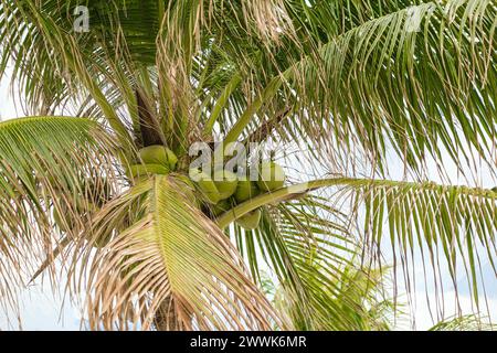 COCO CAY, BAHAMAS - 1. Februar 2024: Coco Cay ist ein Hafen auf den Bahamas. Es ist eine Privatinsel, die an Royal Caribbean für die Nutzung von Passepartout vermietet wurde Stockfoto