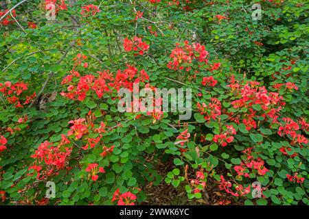 Immergrüner Sträucher, Bauhinia galpinii, mit Massen roter Lachsfalter und grünem Laub, wächst in einem Garten in Australien Stockfoto