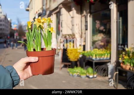 Frau, die einen Topf mit Narzissen hält, Narzissen Blumen vor dem Blumenladen an einem Frühlingstag. Stockfoto