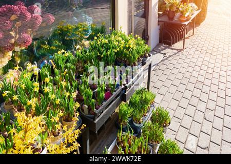 Wunderschöne Frühlingsblumen - vergossene Narzissen, Hyazinthen, Tulpen vor dem Blumenladen an einem Frühlingstag. Stockfoto