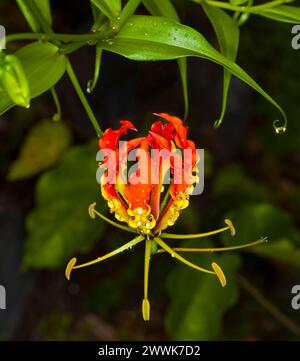 Ungewöhnliche und schöne rote und gelbe Blume und hellgrüne Blätter von Gloriosa superba, einer immergrünen Kletterpflanze, vor dunklem Hintergrund Stockfoto