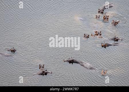 Luftaufnahme des Nilpferdes im Wasser von einem Hubschrauber in Botswana, Afrika Stockfoto