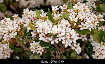 Massen von weißen duftenden Blumen von Raphiolepsis indica, indischem Hawthorn, einem immergrünen Sträucher in einem australischen Garten Stockfoto