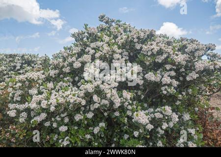 Rhaphiolepsis indica, indischer Weißdorn, großer und dichter immergrüner Sträucher, bedeckt mit Massen weißer duftender Blumen unter einem blauen Himmel in Australien Stockfoto