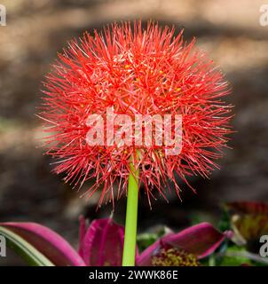 Ungewöhnliche helle rotGlobuläre Blume von Scadoxus multiflorus / Haemanthus multiflorus Afrikanische Blutlilie vor hellbraunem Hintergrund Stockfoto