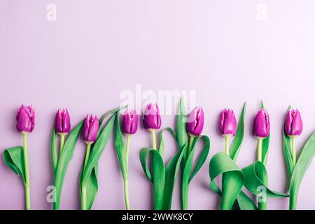 Lila Tulpenblüten in einer Reihe auf lila Hintergrund. Draufsicht, flach, Kopierbereich. Stockfoto