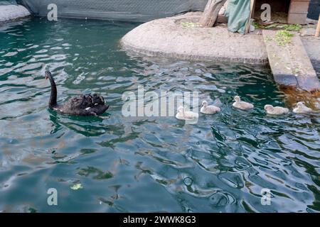 Ankara, Türkei. März 2024. Neugeborene Schwäne folgen ihrer Mutter. Die Menschen in Ankara zeigen großes Interesse an dem schwarzen Schwan, der fünf Schwäne zur Welt brachte. Die Menschen in Ankara zeigen großes Interesse an dem schwarzen Schwan, der fünf Schwäne zur Welt brachte. Die Leute von Ankara, die den Wochenendurlaub nutzten, gingen in den Kugulu Park und beobachteten die neugeborenen Schwäne. Quelle: SOPA Images Limited/Alamy Live News Stockfoto