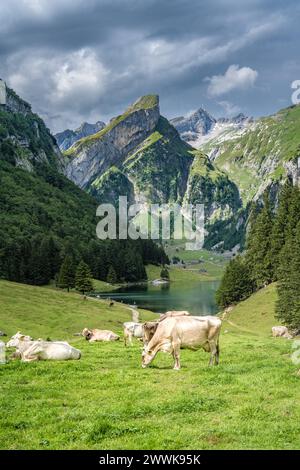 Beschreibung: Kühe grasen an einem sonnigen Tag auf einer malerischen Wiese an einem Alpensee in einem grünen Tal mit einem Berggipfel im Hintergrund. Seealpsee, Stockfoto