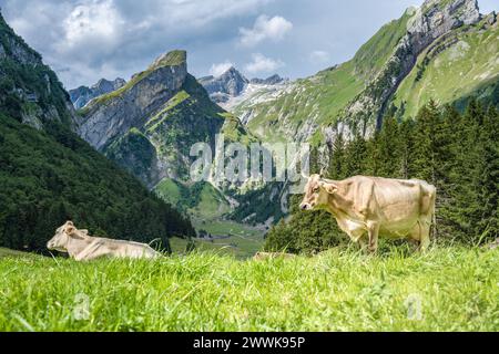 Beschreibung: Kühe entspannen sich an einem sonnigen Tag auf einer malerischen Wiese an einem Alpensee in einem grünen Tal mit einem Berggipfel im Hintergrund. Seealpsee, Stockfoto