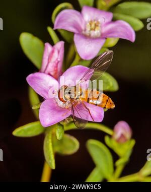 Atemberaubendes Bild von Hoverfly, einem wohltuenden Insekt, auf rosa Blüten des australischen Strauches Boronia crenulata „Pink Passion“ vor dunklem Hintergrund Stockfoto