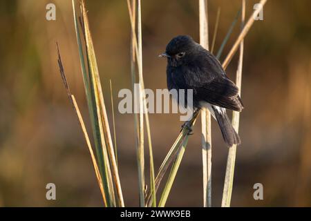 Rattenbushchat auf Gras, Indien Stockfoto