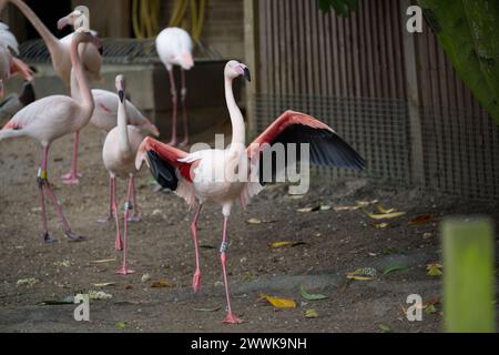 Ein großer Flamingo mit gestreckten Flügeln Stockfoto