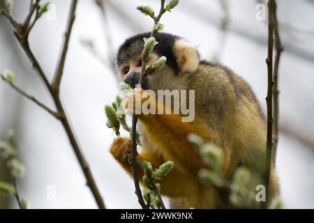 Ein Schwarzer Eichhörnchenaffen isst Frühlingswuchs auf einem Baum Stockfoto