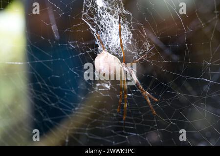 goldene Kugelwebspinne, die im Netz sitzt Stockfoto