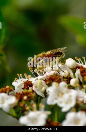 Wilde Honigbiene, Biene sammelt Pollen auf weißen Blüten im Frühling Stockfoto