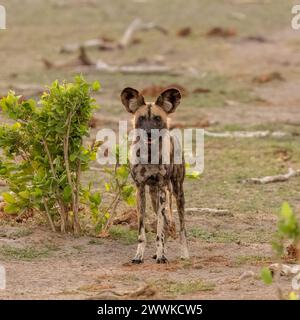 Porträt eines afrikanischen Wildhundes in Botswana, Afrika Stockfoto