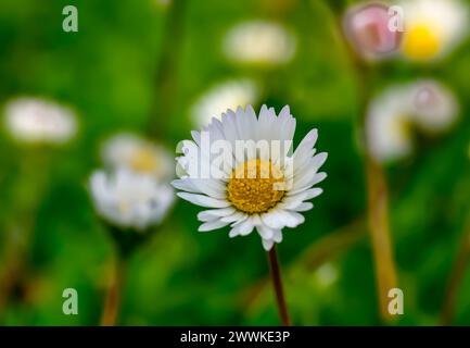 Osteospermum akila Gänseblümchen weiß Blumen Stockfoto