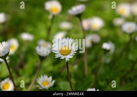 Osteospermum akila Gänseblümchen weiß Blumen Stockfoto