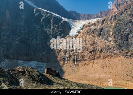 Nahaufnahme eines gräulichen Murmeltieres ( Marmota caligata), der im Sommer auf einem Felsen in der Sonne am Edith Cavell Glacier Mountain im Jasper National Park sitzt Stockfoto