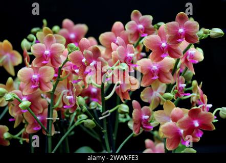 Mottenorchidee, Phalaenopsis Bolgheri, Aeridinae, Orchidaceae. Stockfoto