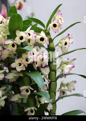 Orchidee, Dendrobium Brilliant Smile, Dendrobiinae, Orchidaceae. Dendrobium ist eine Gattung von meist epiphytischen und lithophytischen Orchideen. Stockfoto