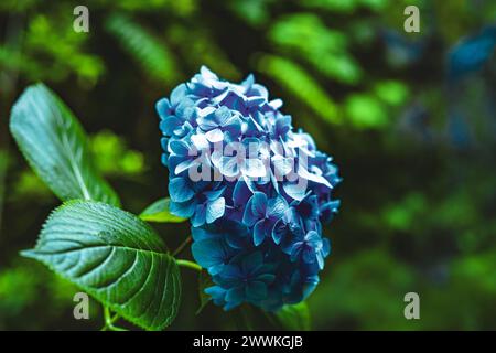 Beschreibung: Wunderschöne blaue Blumen, fotografiert in einer malerischen überwucherten Schlucht im Madeira Regenwald. Levada Caldeirão Verde, Insel Madeira, P Stockfoto