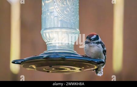 Flaumspecht sitzt an einem Sommertag in Taylors Falls, Minnesota, auf einem Kolibri-Futterhäuschen im Hinterhof. Stockfoto