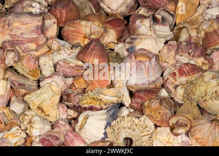 Rot gestreifte Acorn Barnacle Shell Stockfoto