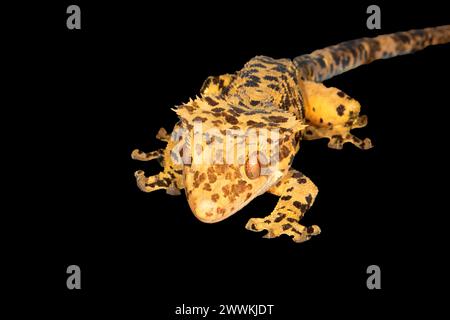 Haubengecko (Correlophus ciliatus), Reptile Expo, Polk County Fairgrounds, Oregon Stockfoto