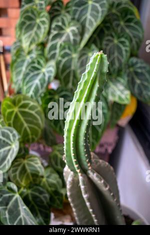 Ein neuer Spross des peruanischen Apfelkaktus (Cereus peruvianus). Stockfoto